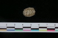 藏品(小毛皮石鱉)的圖片